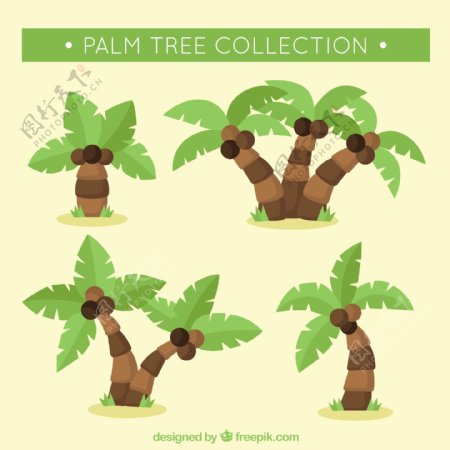 棕榈树和椰子的收藏