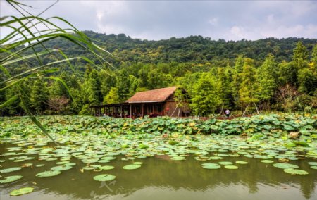 杭州八卦田