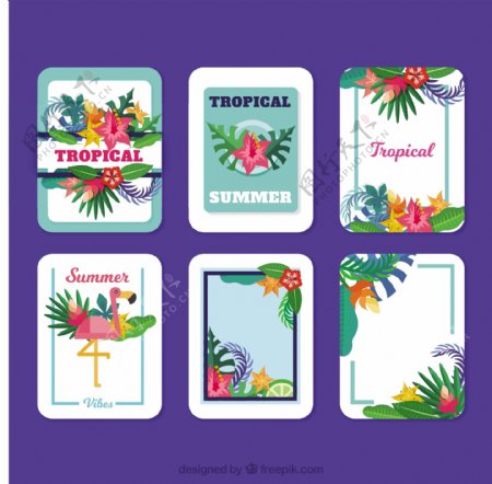 热带收藏卡