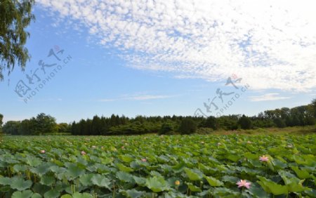 荷塘美景