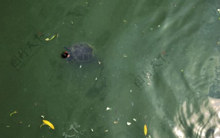 浮出水面的乌龟