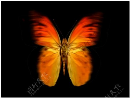 昆虫蝴蝶视频素材