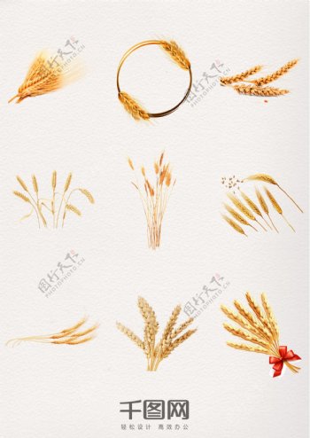 秋季丰收金黄色麦穗
