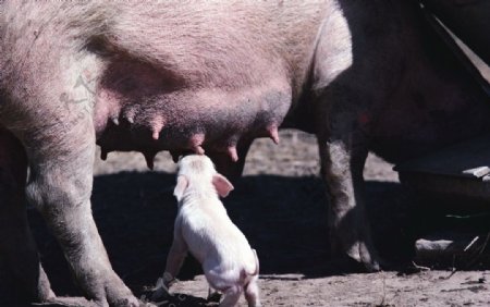 猪可爱的猪萌萌的猪猪