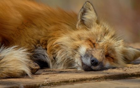 可爱狐狸休息
