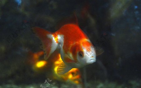 红色锦鲤鱼