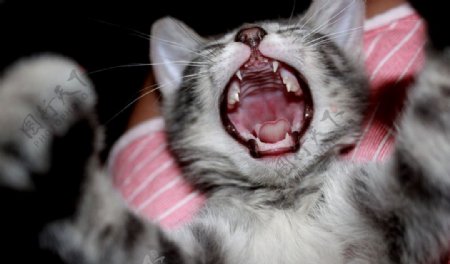 张牙舞爪的猫