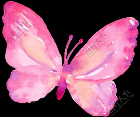 粉色蝴蝶卡通透明素材