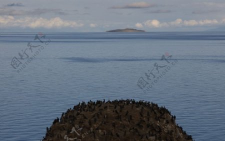 青海湖鸟岛