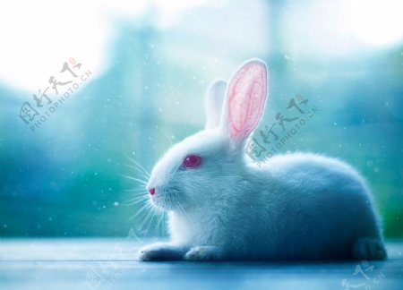 清新唯美小兔子
