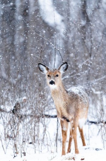 冬天里的梅花鹿