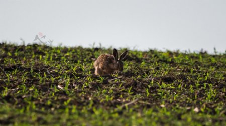 草原上的野兔
