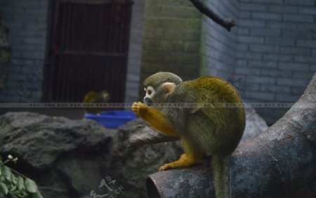长尾金丝猴吃东西