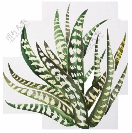 手绘精美绿色植物透明素材