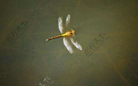 黄蜻蜓