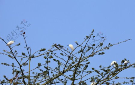 树枝上休憩的小白鹭