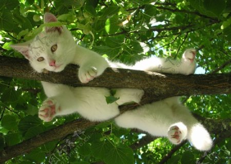树枝上玩耍的猫