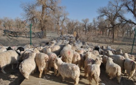 胡杨林景区的羊群