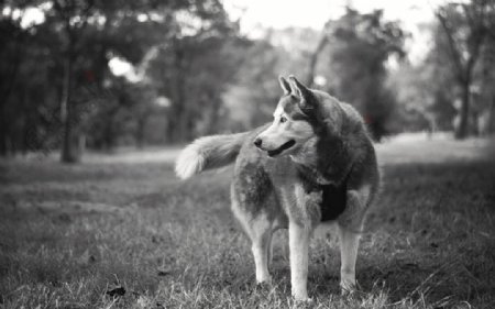 雪橇犬哈士奇的黑白照