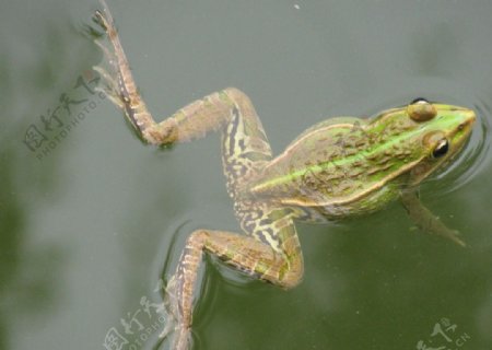 荷塘青蛙