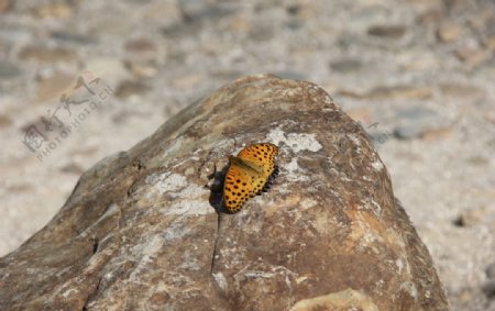 石头与蝴蝶