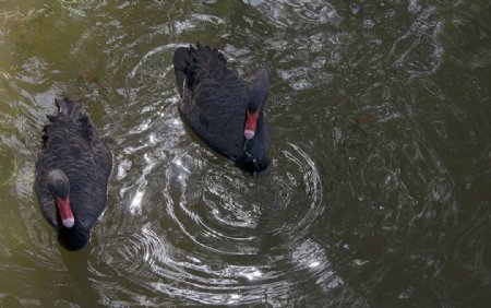 两只水中的黑天鹅