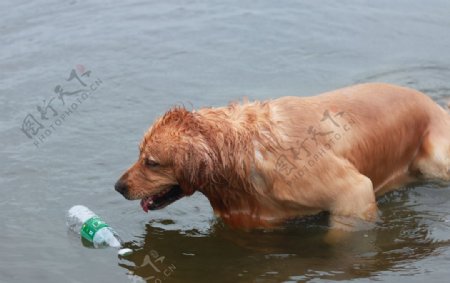 游泳的金毛犬