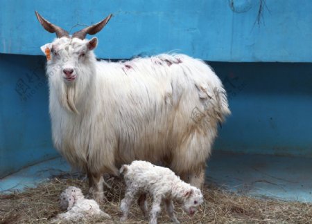 刚出生的羊宝宝