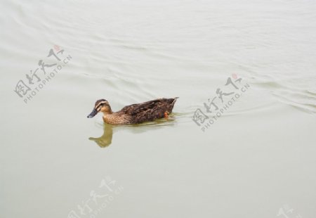 游泳的母野鸭