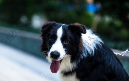 边牧边境牧羊犬牧羊犬牧羊