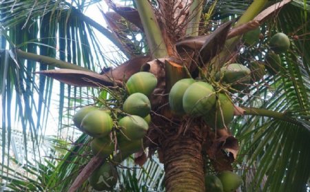 新鲜树上椰子实拍图