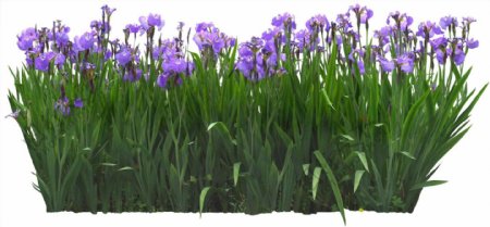 紫色花簇png元素素材