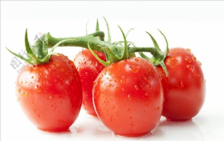 小西红柿番茄