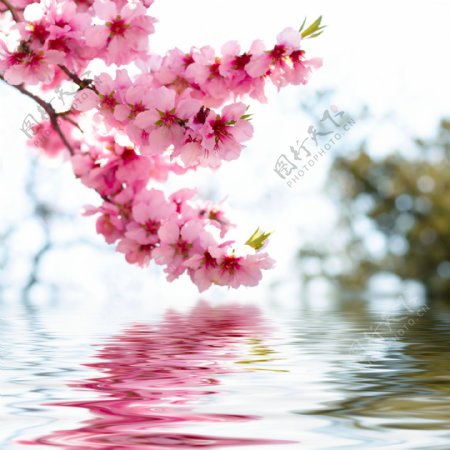 水中桃花装饰画效果图