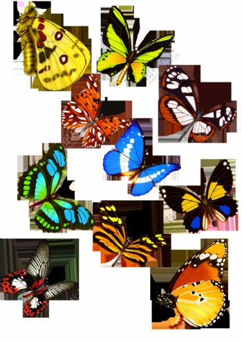 多种蝴蝶大集合png元素素材