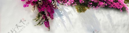 紫色花藤花朵banner背景素材