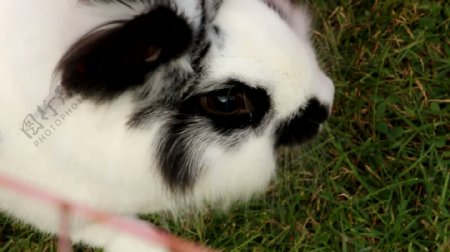 BlackWhite兔子在草地上