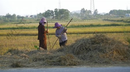 越南妇女耙干草