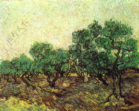 纯手绘风景梵高橄榄树油画