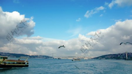 海鸥在Bosphorus