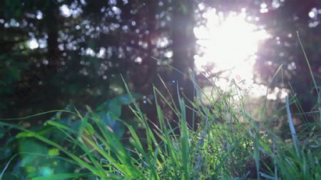 sunflare草