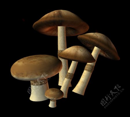 植物生长蘑菇元素