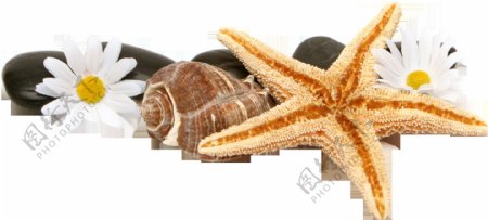 黄色海星海螺菊花免抠png透明素材
