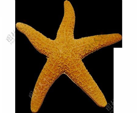 黄色海星免抠png透明图层素材