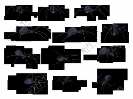 一群大蜘蛛免抠png透明图层素材