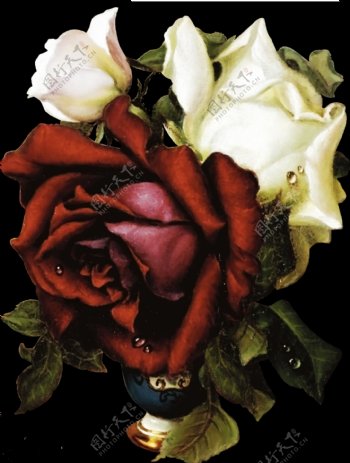 手绘红色玫瑰干花png透明素材