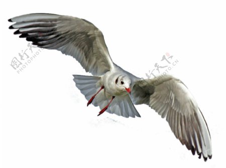 飞行中的海鸥白身体黑翅膀