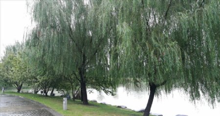 公园河边的杨柳