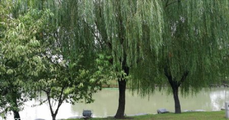 小河边翠绿的杨柳