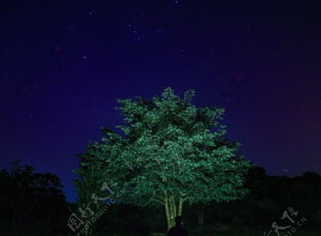 夜色下的大树美景